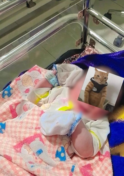 A newborn baby in a hospital crib wrapped in a blanket, with a printed photo of an orange cat wearing a bandana resting nearby.