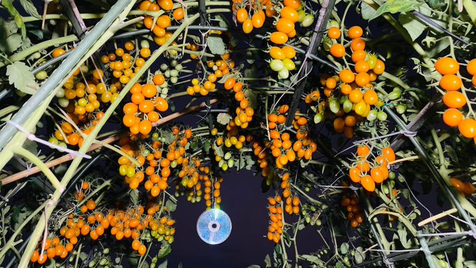 Bunches of ripe golden-orange tomatoes hang densely on the vine under night skies, showcasing a fruitful harvest. The accompanying text reflects pride and satisfaction in the labor that produced such a rewarding yield.

(Note: The image shows a small circular tag visible among the fruit, but no readable text or numbers are discernible on it.)