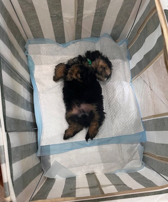 A small black and tan Yorkshire Terrier puppy sleeping on its back on a blue puppy pad placed inside a striped playpen.