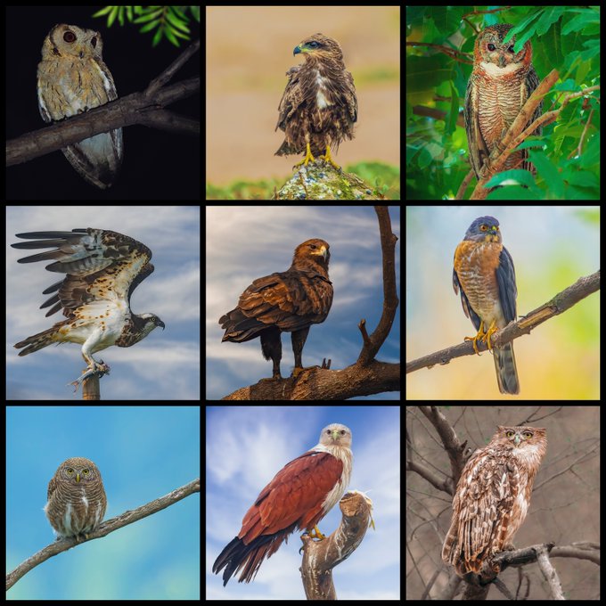 A 3x3 collage displays nine different birds of prey, including owls and hawks, perched on branches against various natural backgrounds.