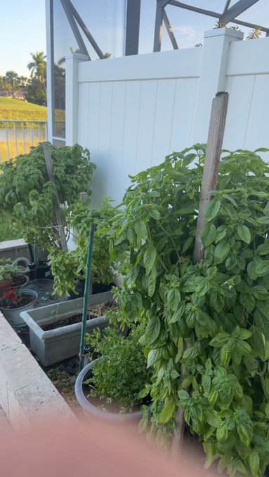 A lush green basil plant grows prominently in a container garden beside a white vinyl fence, with wooden stakes supporting the thriving herbs. The vibrant garden scene fits perfectly with the "GM" (Good Morning) post, showcasing a peaceful morning view of a homegrown herb setup ready to greet the day.