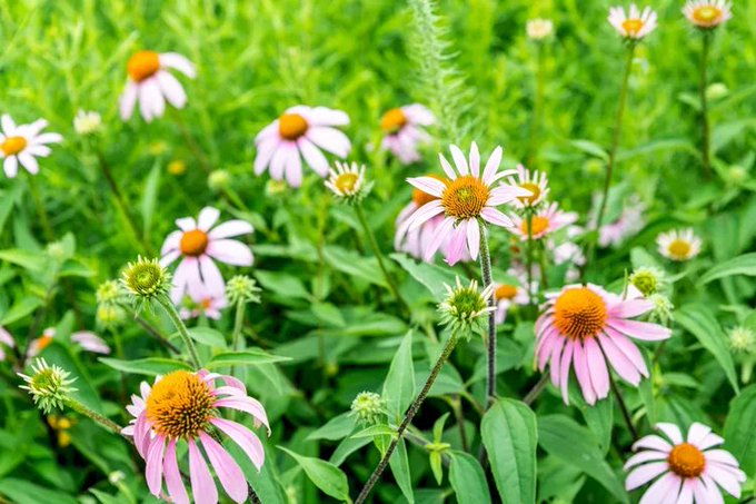 A close-up photograph of pink coneflowers (Echinacea) with orange-yellow centers blooming among lush green foliage in a garden.