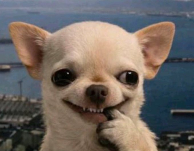 A close-up meme image of a smiling Chihuahua dog biting its paw, with a coastal/harbor background visible behind it.