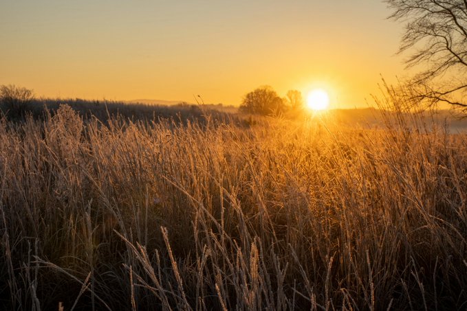 A serene landscape photograph of tall golden grass swaying in the foreground with a bright sun setting on the horizon.