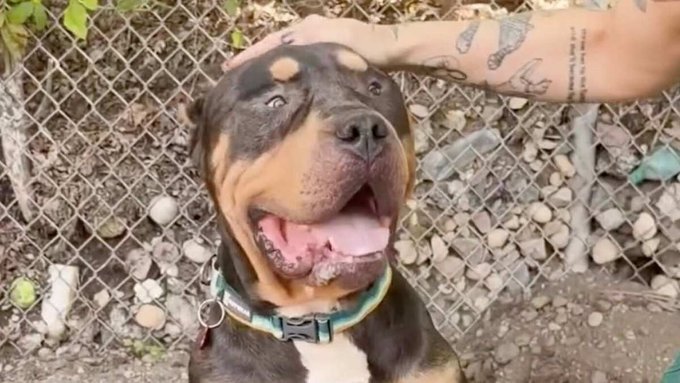 A smiling Rottweiler dog with its mouth open, being petted on the head by a person with tattooed arms, wearing a teal collar.