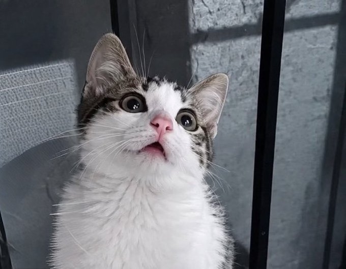 A close-up photo of a white and tabby cat with wide eyes and an open mouth, looking surprised or amazed as it sits near metal bars.