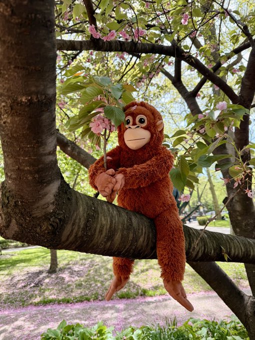 A plush orangutan sits perched on a tree branch surrounded by pink cherry blossoms, holding onto a small limb. The image complements the morning greeting post with the cute primate appearing relaxed and ready to start the day, likely prompting engagement about NFT minting habits.