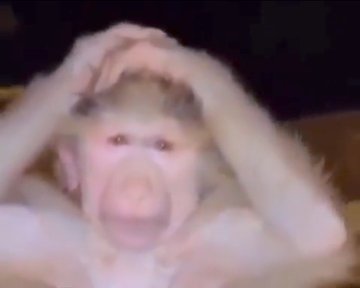 A monkey holding its head in apparent distress or frustration, humorously illustrating the poster's panicked reaction to missing out on the $ANSEM and $2k tip opportunity, conveying a sense of feeling "cooked" (in trouble).