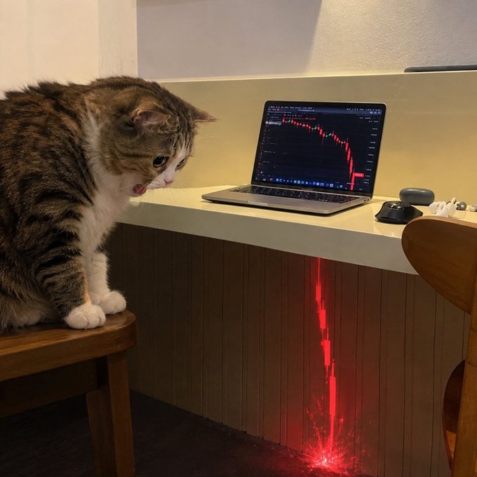 A tabby cat perched on a wooden chair, hissing at a laptop displaying a red downward-trending financial chart, with a red light effect reflecting down the cabinet beneath.