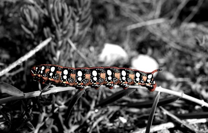 A striking black caterpillar with white spots and red accents crawls along a thin twig against a black-and-white blurred background of foliage.