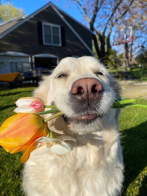 A close-up photo of a white dog holding a bouquet of yellow and white tulips in its mouth, taken outdoors in front of a gray house with a basketball hoop in the background.