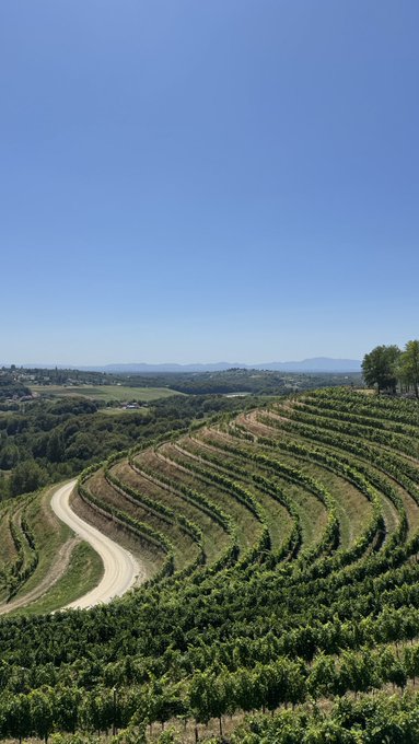 A scenic landscape photograph of rolling hills covered in lush green vineyards with a winding dirt road cutting through the terraced rows under a clear blue sky, evoking the Tuscan countryside.