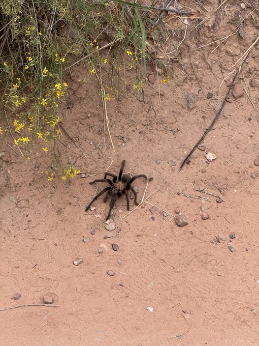 A large brown tarantula crawls across reddish dirt near a patch of green vegetation with small yellow flowers.