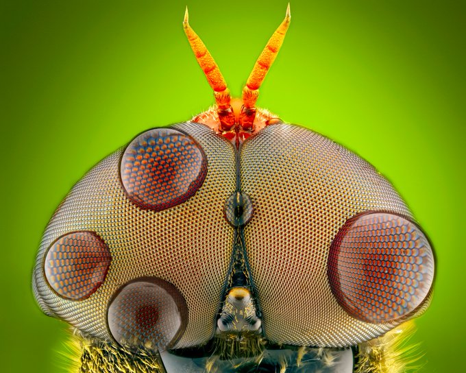 Close-up macro photograph of an insect's compound eyes and orange antennae set against a bright green background.
