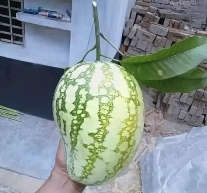 A hand holds a large, teardrop-shaped pale green fruit with dark green mottled stripes and broad leaves attached to its stem, displayed outdoors near a brick wall and a plastic bag.
