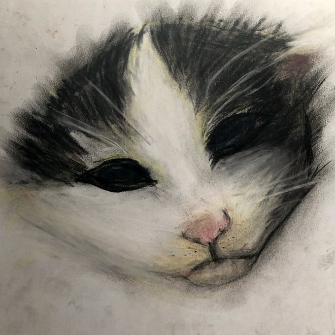 Charcoal or pastel drawing of a sleeping black and white cat with its eyes closed.