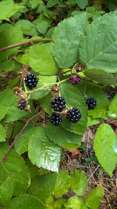 Ripe blackberries dangle from a leafy green bush, offering a fresh, foraged twist to breakfast.