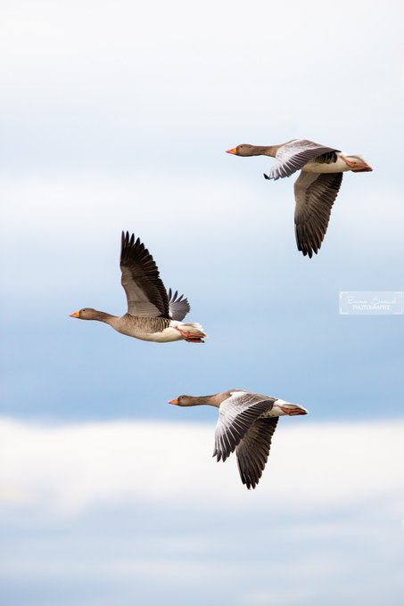 The image shows three geese flying together through a blue sky with white clouds. The geese are positioned close to each other, creating a sense of unity as they soar above the earth. The photo appears to be taken from below, giving an upward perspective that emphasizes their flight and the vastness of the sky around them.