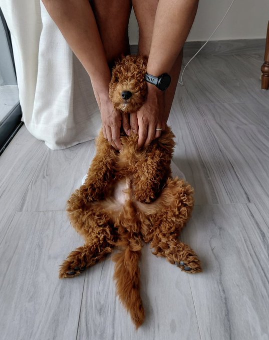 A person sitting on a wooden floor holding a fluffy brown poodle in their lap, with the dog sitting upright on its hind legs.
