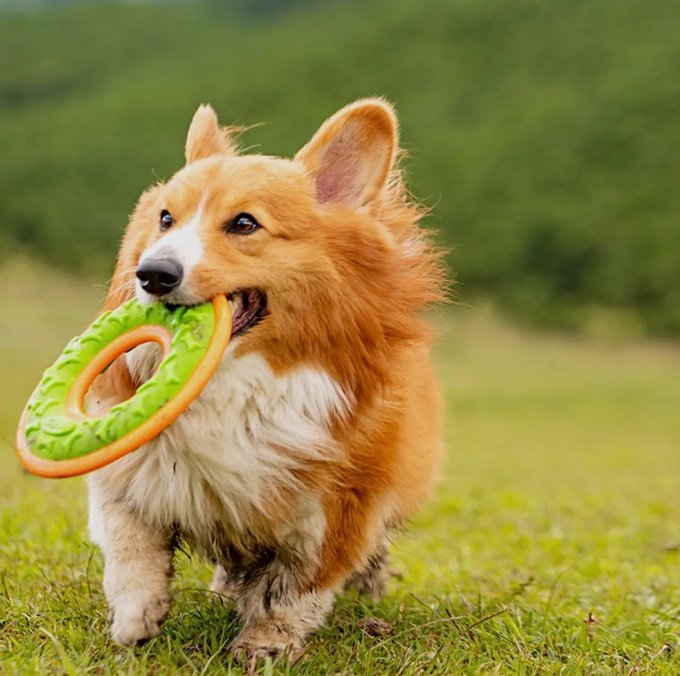 A fluffy Pembroke Welsh Corgi with a red and white coat runs through green grass while carrying a green and orange ring-shaped toy in its mouth.