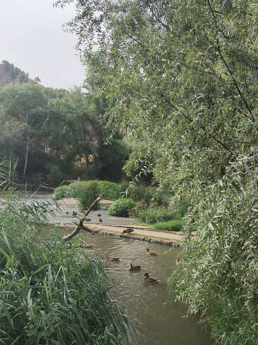 A serene nature scene showing a pond with ducks swimming, surrounded by lush green trees and willow branches hanging overhead.