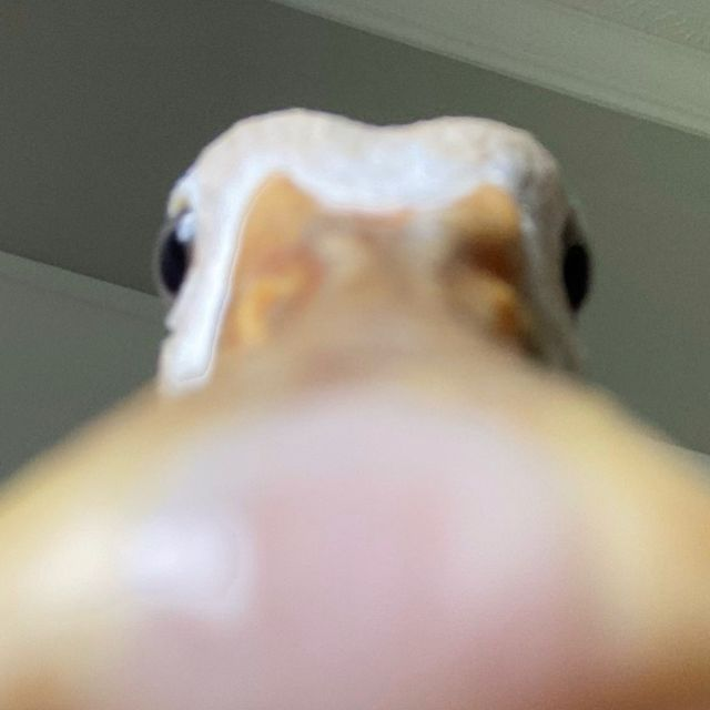 An extreme close-up photo of a gecko or lizard's face taken from below, showing its large dark eyes and pale underside with a heavily blurred foreground.