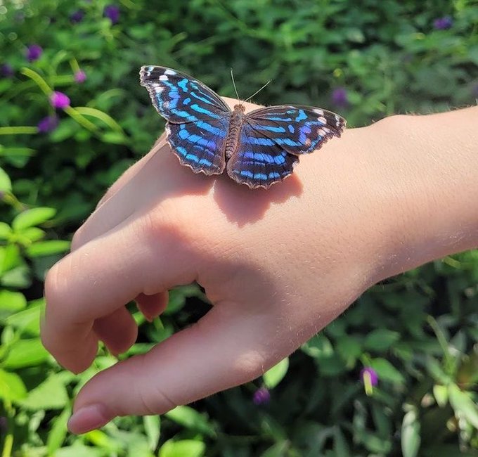 A vibrant blue and black butterfly with open wings rests gently on a person's hand against a backdrop of green foliage and purple flowers.