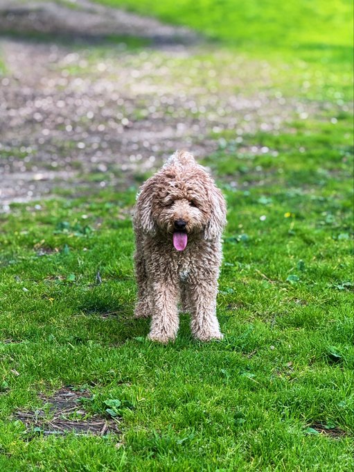 A photograph of a curly-haired, light brown dog (resembling a Labradoodle) walking on green grass with its tongue out, captured in a sunny outdoor setting.