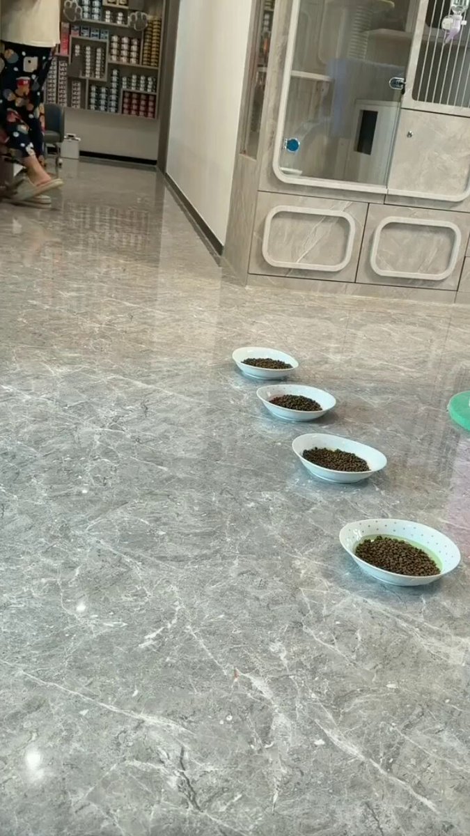 The image shows a gray marble floor with four white bowls placed at different positions, likely for feeding pets or serving food. A person can be seen standing near one of the bowls, possibly preparing to feed their pet or attend to another task. The scene suggests that someone is about to take care of the animals in this area and ensure they are well-fed.