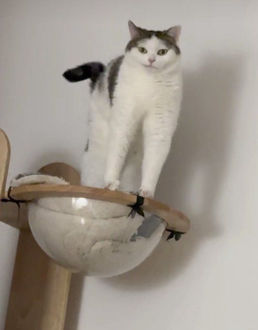 A black and white cat stands on the rim of a wall-mounted, bowl-shaped wooden cat shelf against a plain white wall.