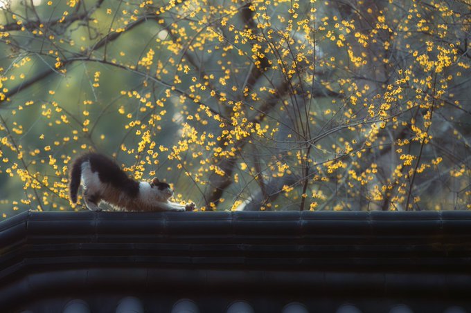 A cat stretches atop a traditional tiled roof, reaching up toward branches heavy with bright yellow blossoms.

The image evokes a quiet, contemplative scene—an animal alone on a roof, indifferent to the bustling world below—mirroring the post's tone of withdrawal and disregard for attention, as the cat (like the author) goes about its own business without inviting followers or commentary.