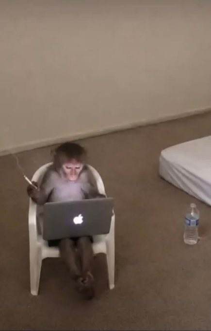 A monkey sits on a small white plastic chair holding a thin object while using a silver Apple MacBook laptop, with a water bottle on the floor nearby.