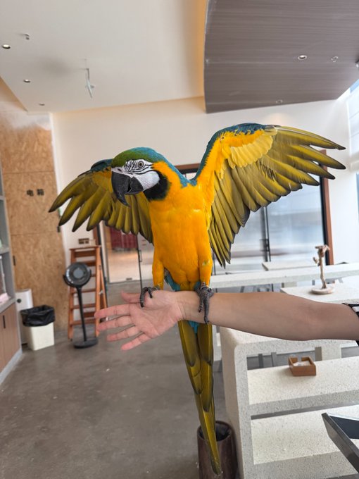 A blue-and-gold macaw perches with outstretched wings on a person's arm in what appears to be a modern kitchen or studio space, with no visible text or numbers in the image. The colorful parrot's wings-spread pose evokes the "taking flight" sentiment of the accompanying crypto post about Saturn's TGE and $STRC milestone, symbolizing the imminent rewards and soaring potential of the upcoming token generation event.