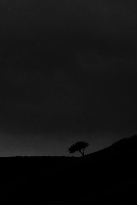 A dark silhouette of a lone tree against a nearly black night sky.