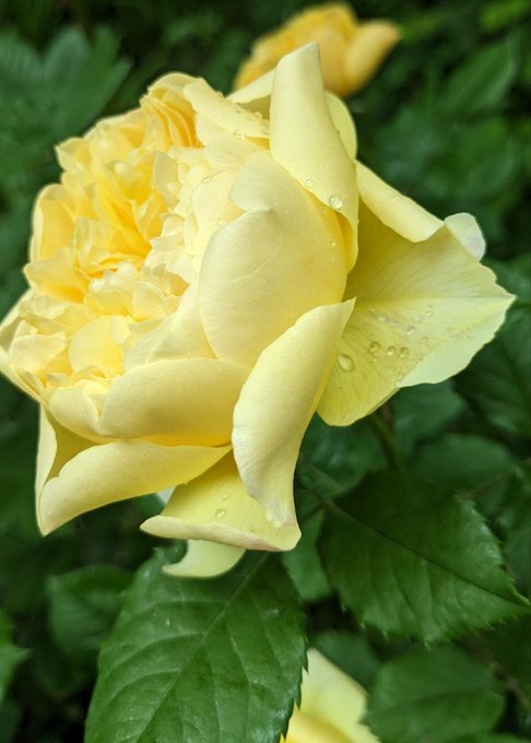A close-up photograph of a yellow rose in bloom with water droplets on its petals, surrounded by dark green leaves.