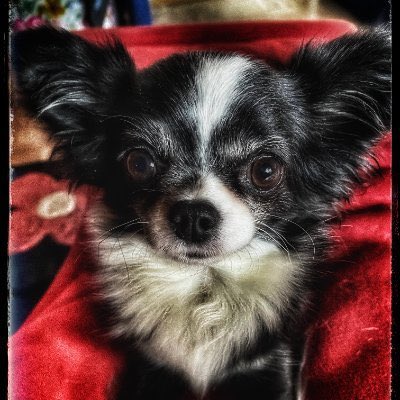 A long-haired black-and-white Chihuahua with large, soulful eyes stares directly at the camera against a red fabric background, looking wise and unimpressed—matching the post's tongue-in-cheek portrayal of a memecoin dog that seems to know more than its investors do.