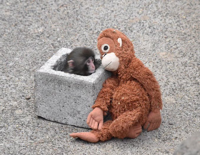 A baby monkey sits inside a concrete cinder block next to a brown stuffed monkey toy on a gravel surface.