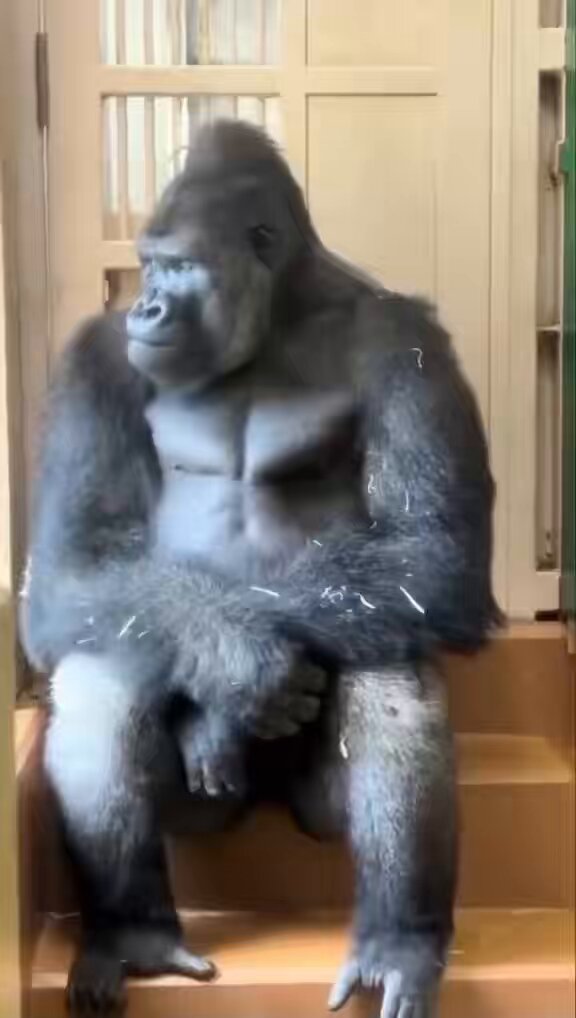 The image features a large, gray-furred gorilla sitting on a set of stairs with its arms crossed over its chest. The gorilla appears to be looking down or staring off into space, possibly contemplating something. In the background, there are two doors that could potentially lead to other rooms in the building. The caption "The #altcoin investor who gets bored looking at their portfolio #bitcoin #gold" suggests a connection between the image and an investment strategy related to Bitcoin and gold.