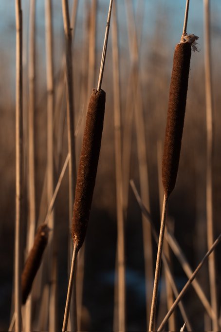 The image features a close-up view of three dried reeds, each with brown stems and green leaves. The reeds are arranged in a row, creating an interesting visual effect against the backdrop of the sky. The background appears to be a light blue color, which contrasts nicely with the warm tones of the dried reeds. The image also contains text that reads "Good morning piippools We are selling Tones" and "It is 1/1 so only one gets it It is 20Tez Link under the post.. There where you can add comments". This information suggests that there might be a sale or promotion related to the dried reeds in the image.