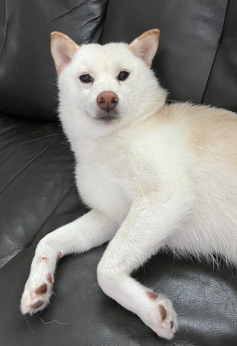 A white Shiba Inu dog with light tan markings on its ears and back, lying comfortably on a black leather couch.