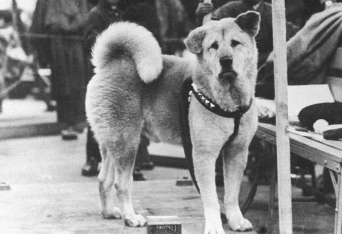 A vintage black-and-white photograph of Hachiko, the famous loyal Akita dog, standing on a street wearing a harness.