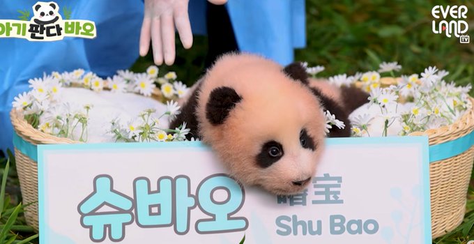 A baby panda named "Shu Bao" (슈바오) resting in a wicker basket filled with white daisies, with a logo for "EVERLAND" in the top right corner.