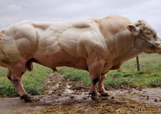 A heavily muscled, bodybuilder-like white bull standing in a muddy field with an extremely developed, veiny physique.