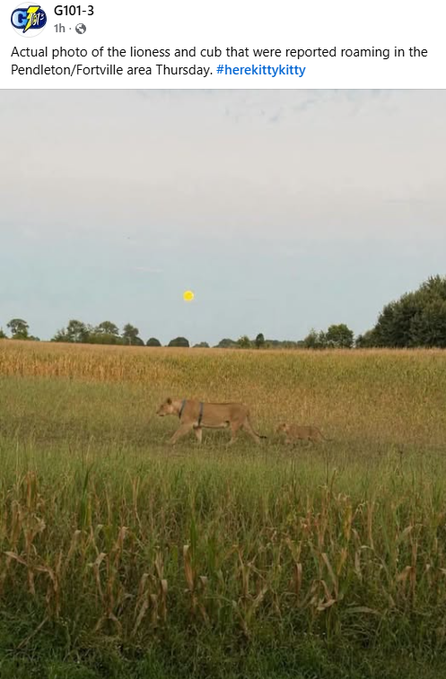 A social media post from @G101-3 captioned 'Actual photo of the lioness and cub that were reported roaming in the Pendleton/Fortville area Thursday. #herekittykitty' shows two lions walking through a cornfield at dusk.