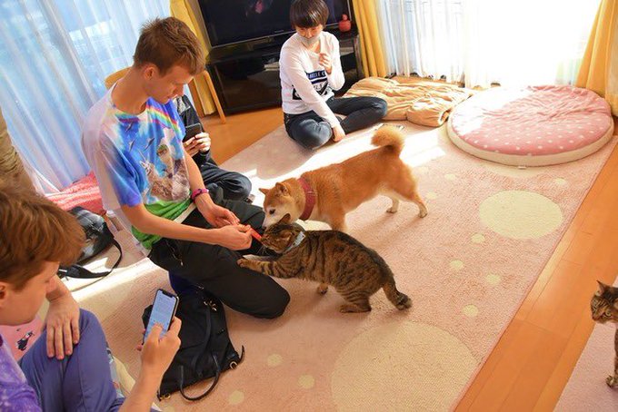 A group of people sit on a pink patterned rug indoors with two cats—a Shiba Inu and a tabby cat—interacting with them.
