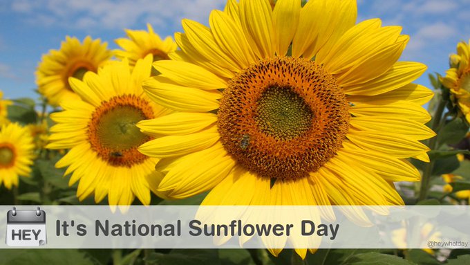 The image shows vibrant yellow sunflowers in full bloom against a blue sky, with a banner reading "HEY It's National Sunflower Day." The bright, sunny imagery playfully contrasts with the post's serious news about a bipartisan Clarity Act deal, suggesting a lighthearted tone juxtaposed with political content.