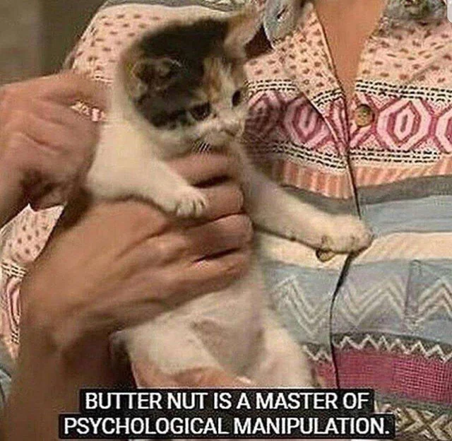 Vintage-style clip of a small kitten being held, captioned 'BUTTER NUT IS A MASTER OF PSYCHOLOGICAL MANIPULATION.'