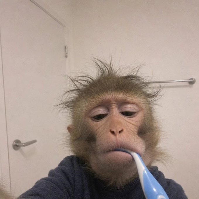 A monkey wearing a blue robe stands in front of a white door, holding a blue and white toothbrush in its mouth while taking a selfie.