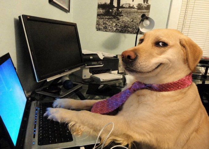 A yellow Labrador wearing a purple tie rests its paws on a laptop keyboard at a desk with a monitor, as if pretending to work—playfully tying into the "Thanks for playing" message.