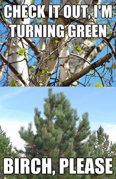A two-panel meme shows budding birch branches captioned "CHECK IT OUT, I'M TURNING GREEN" above a pine tree labeled "BIRCH, PLEASE," humorously contrasting an eager deciduous tree's spring awakening with an evergreen's perpetual greenness—joking that nature progresses while online timelines stay dormant.